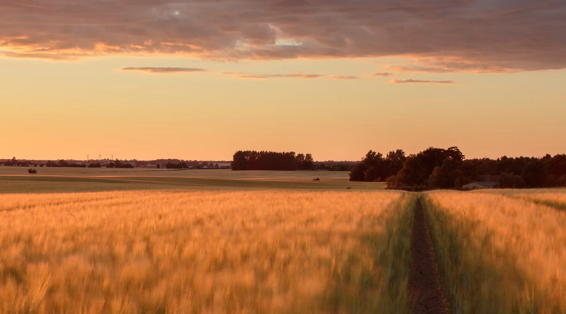 Agriculture field at golden sunset