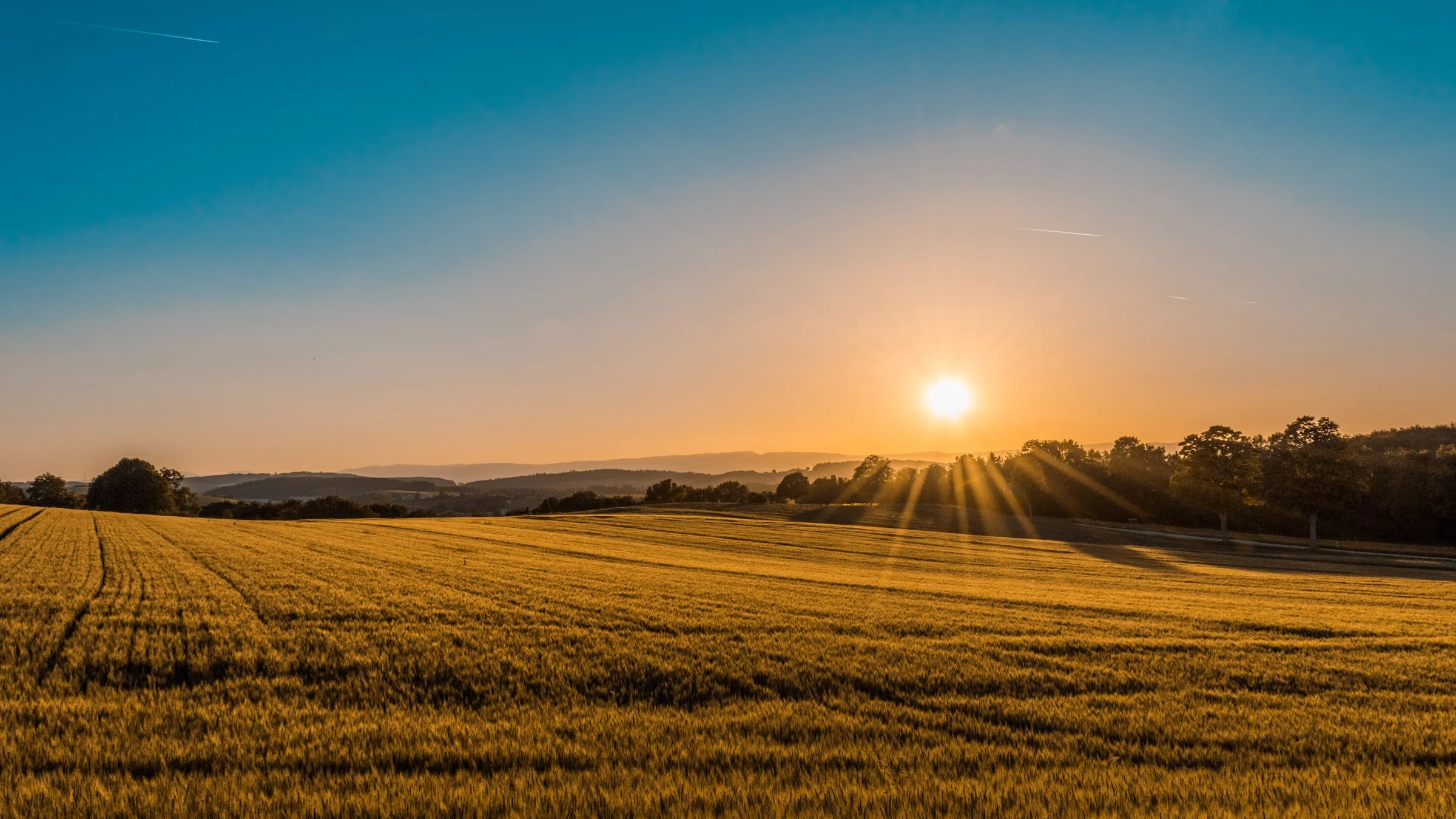 Agriculture field and farm rows at sunrise