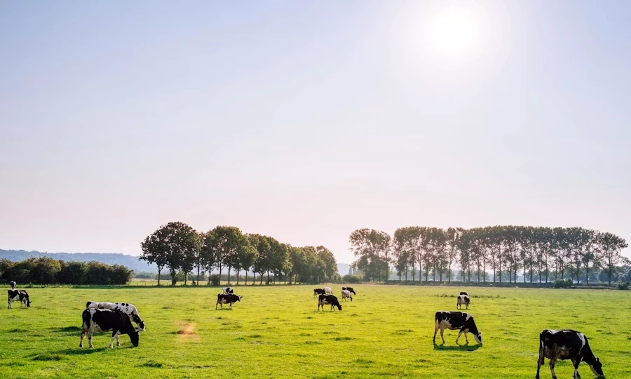 Dairy cows on farm pasture