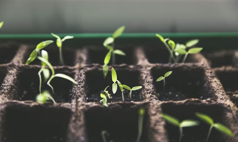 Greenhouse plants growing indoors