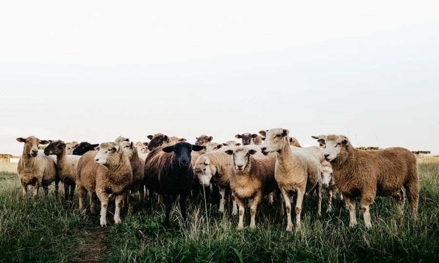Livestock farm cattle