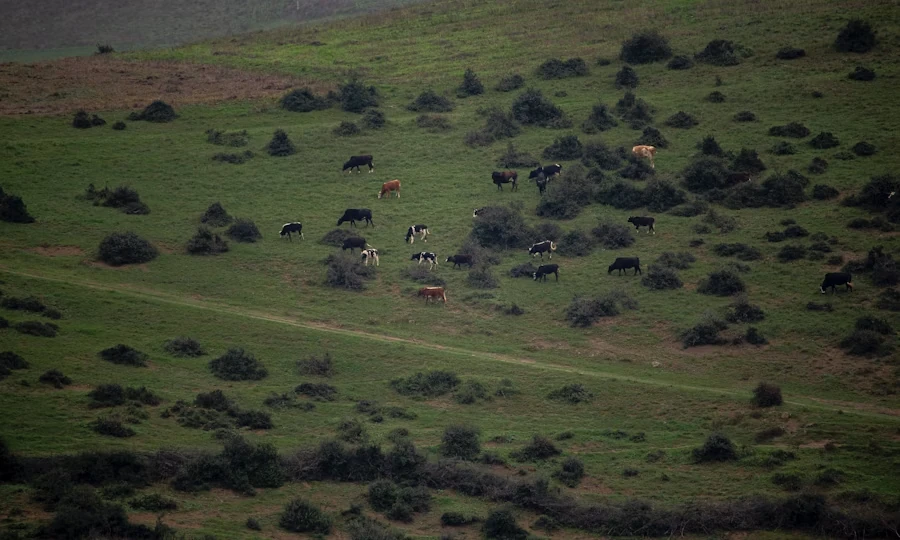 Cattle ranch landscape