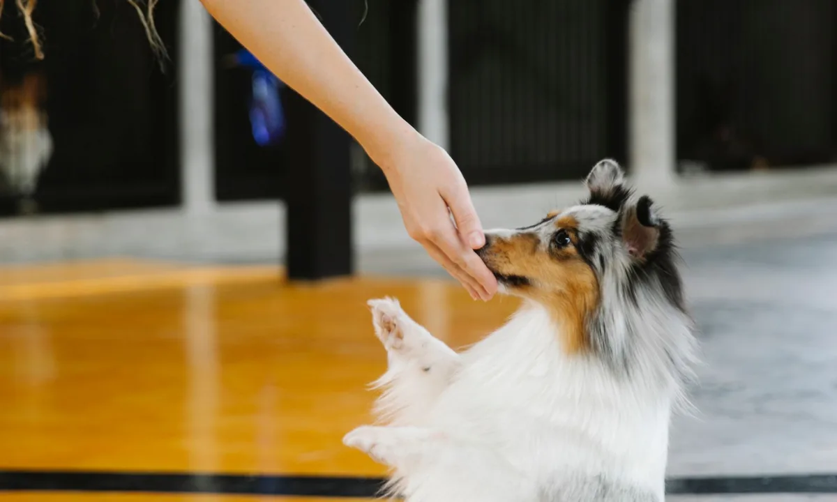 Obedience school rebrand case study