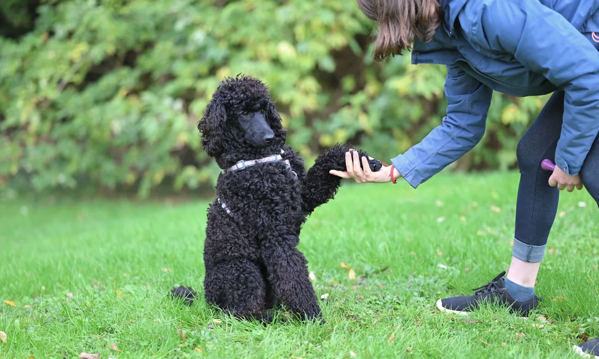 Puppy training brand identity case study