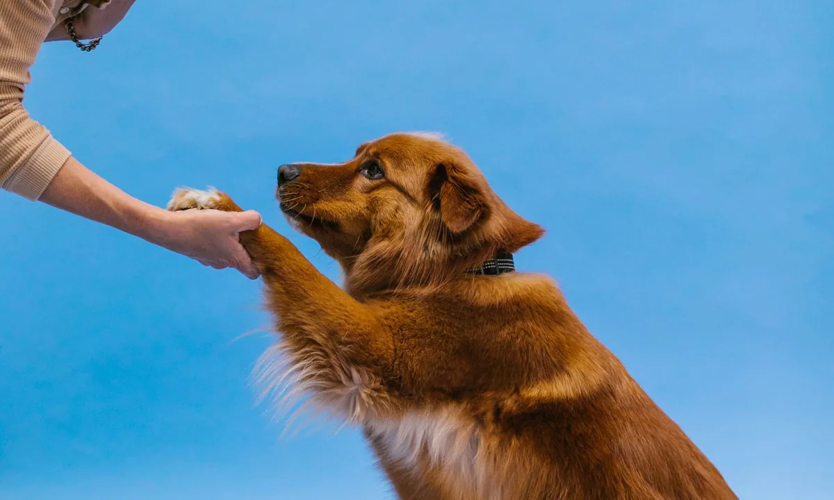 Mobile dog trainer branding case study