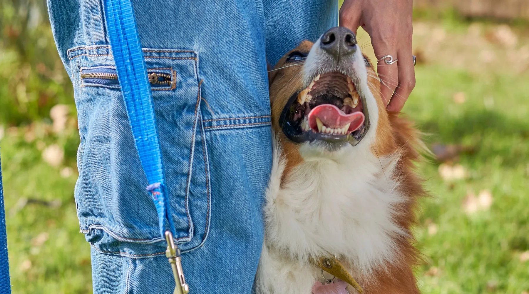 Dog trainer bonding with a happy dog outdoors