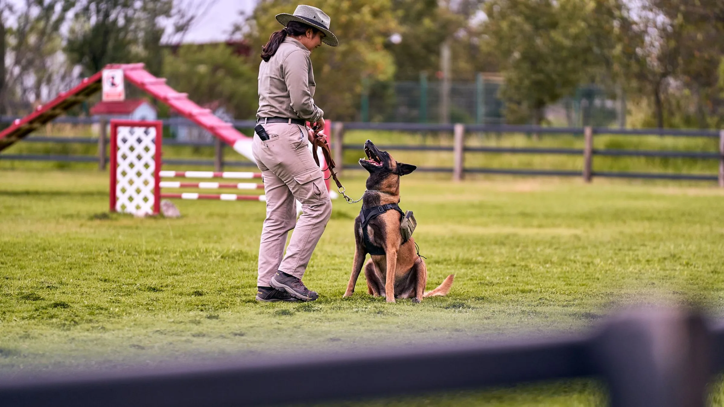 Professional dog trainer working with a dog during an obedience session outdoors