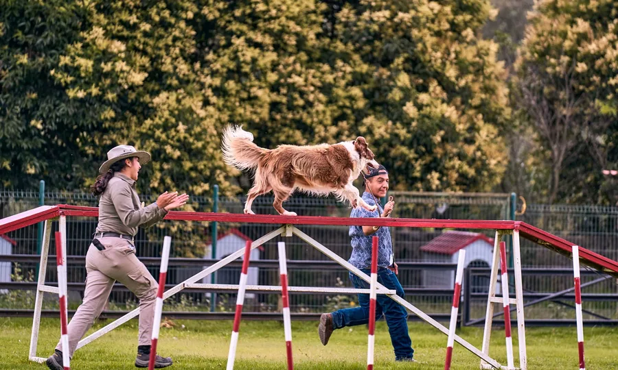 Agility Trainers