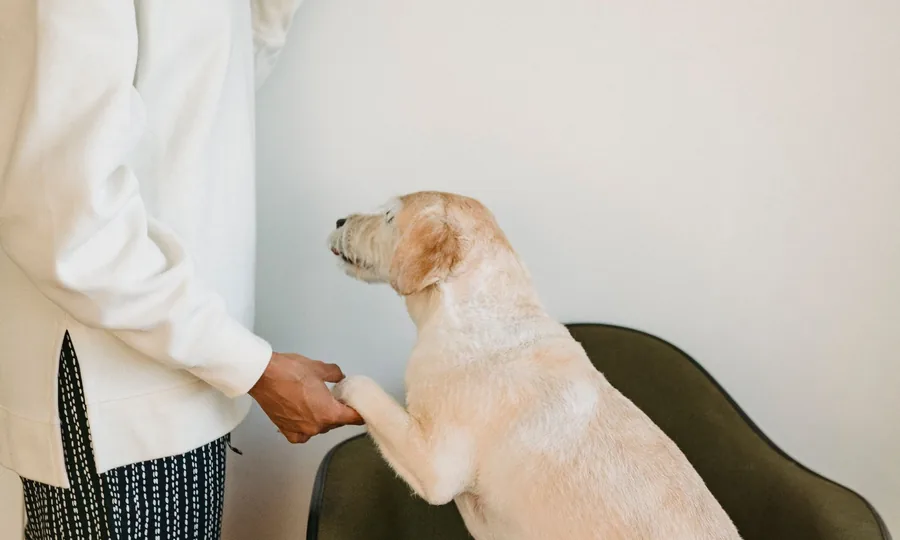 Dog Behavior Consultants
