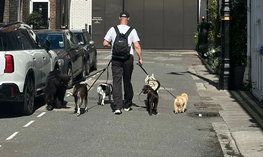 Mobile Dog Trainers