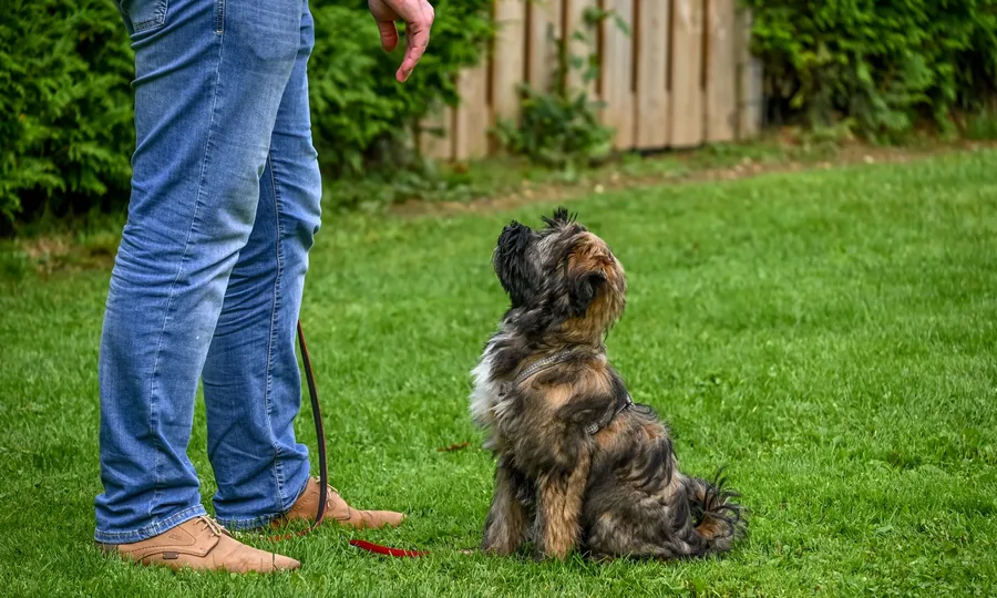 Private Dog Trainers