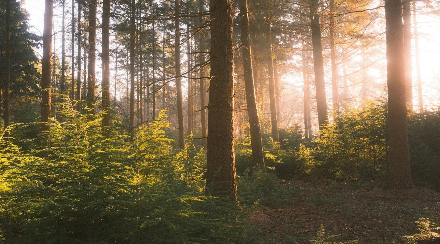 Sunlight streaming through a lush green forest canopy