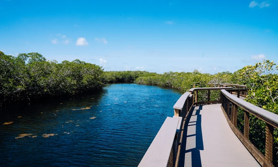 Boardwalk trail through a protected mangrove conservation area