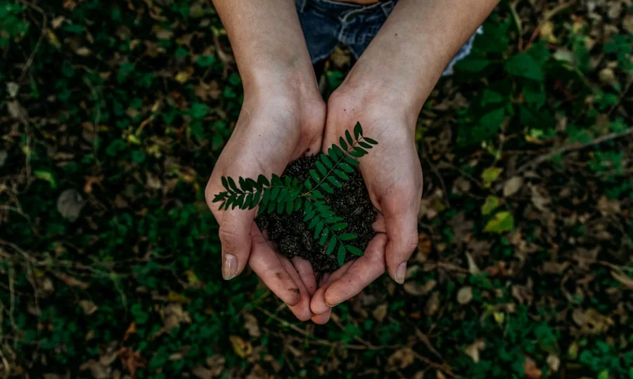 Hands holding a small plant seedling in soil