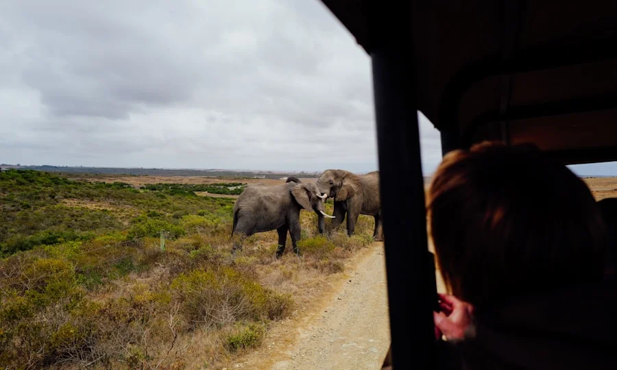 Elephants seen on a wildlife conservation safari