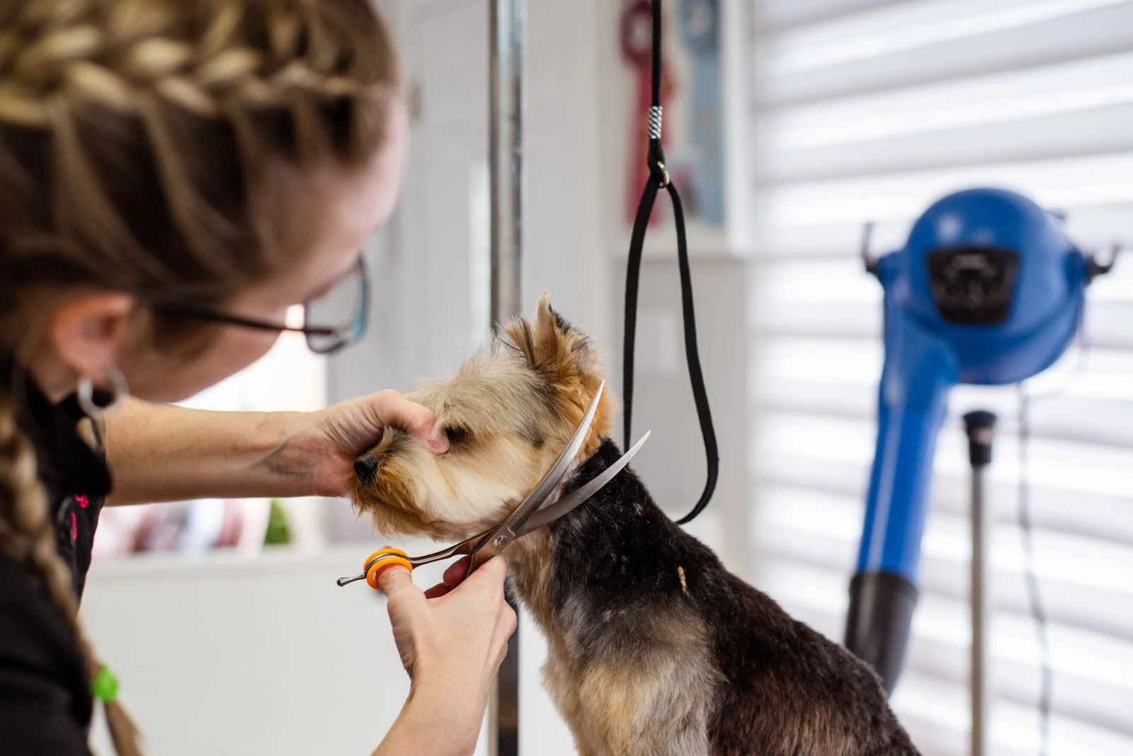 Pet salon rebrand case study