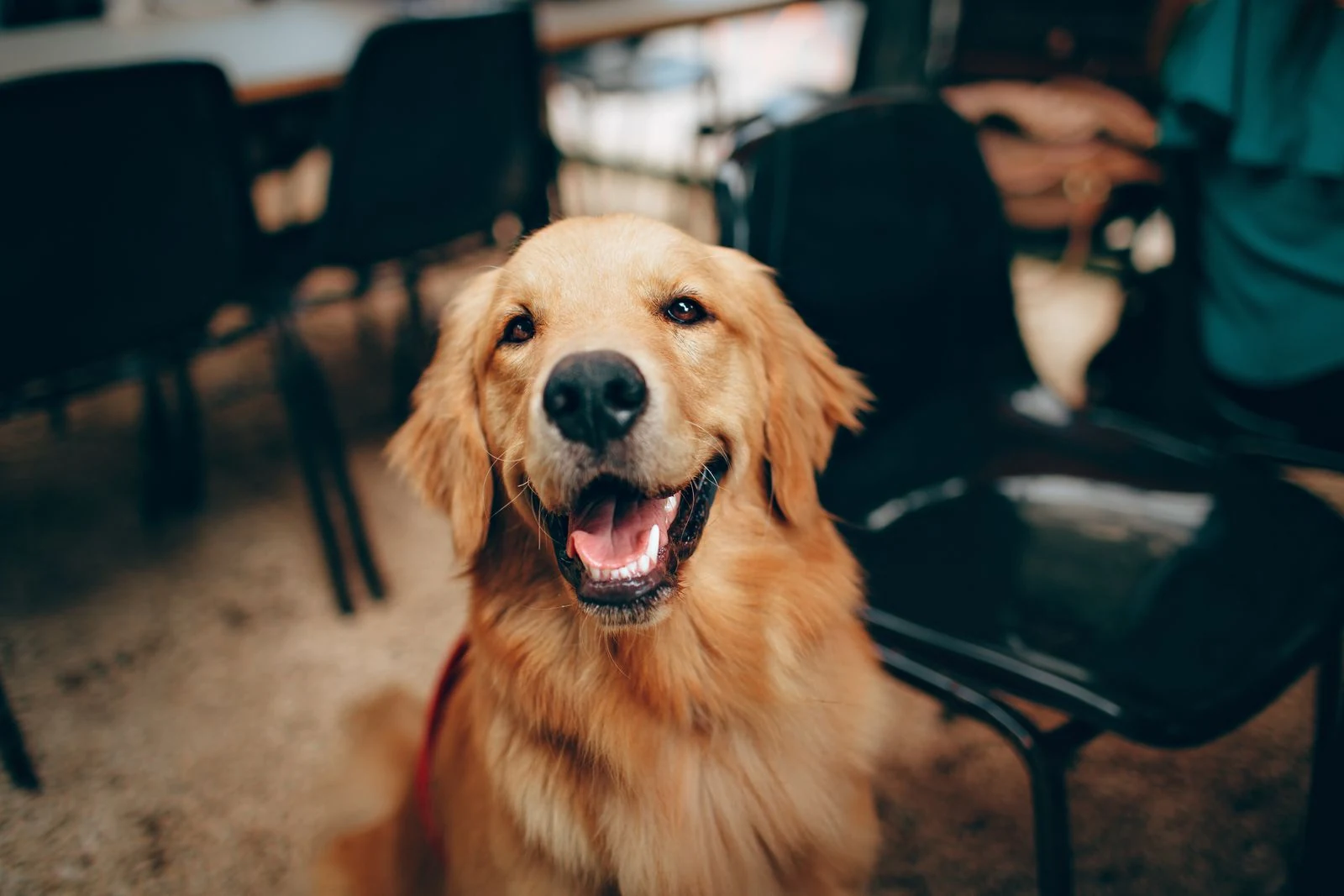 Mobile pet grooming brand case study