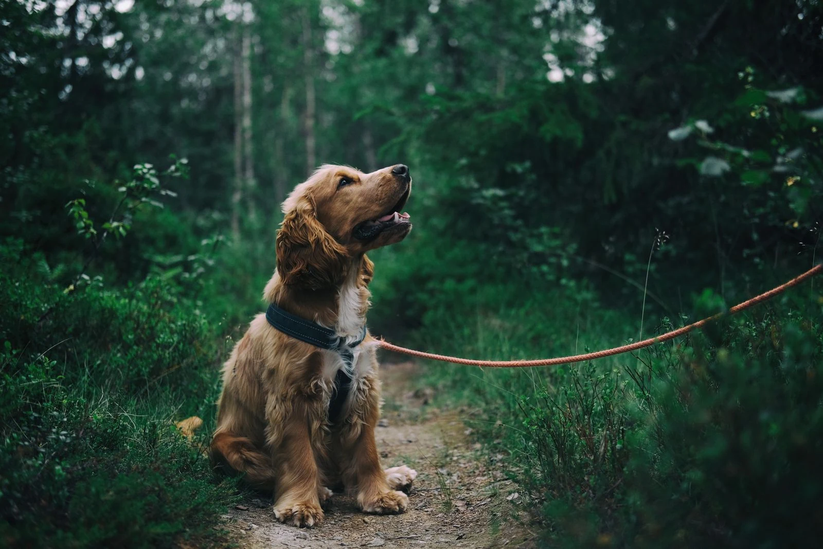 Luxury pet spa brand launch case study
