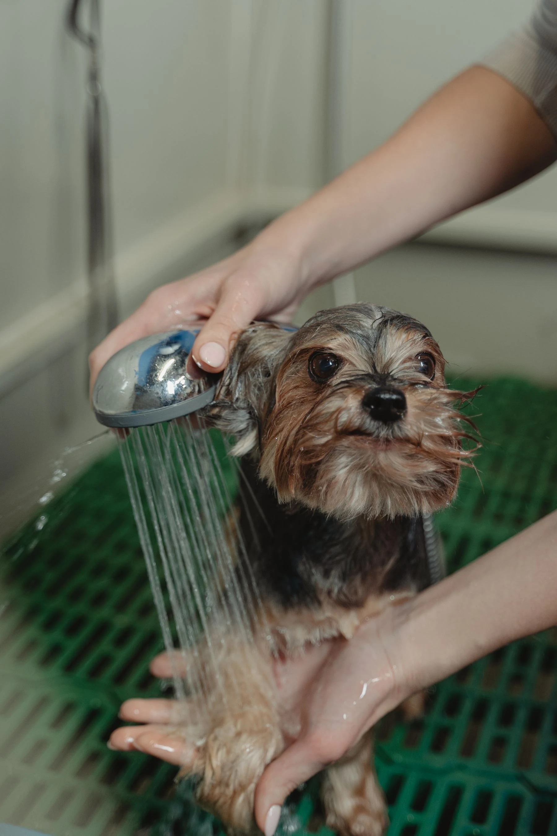 Pet grooming bath and care atmosphere
