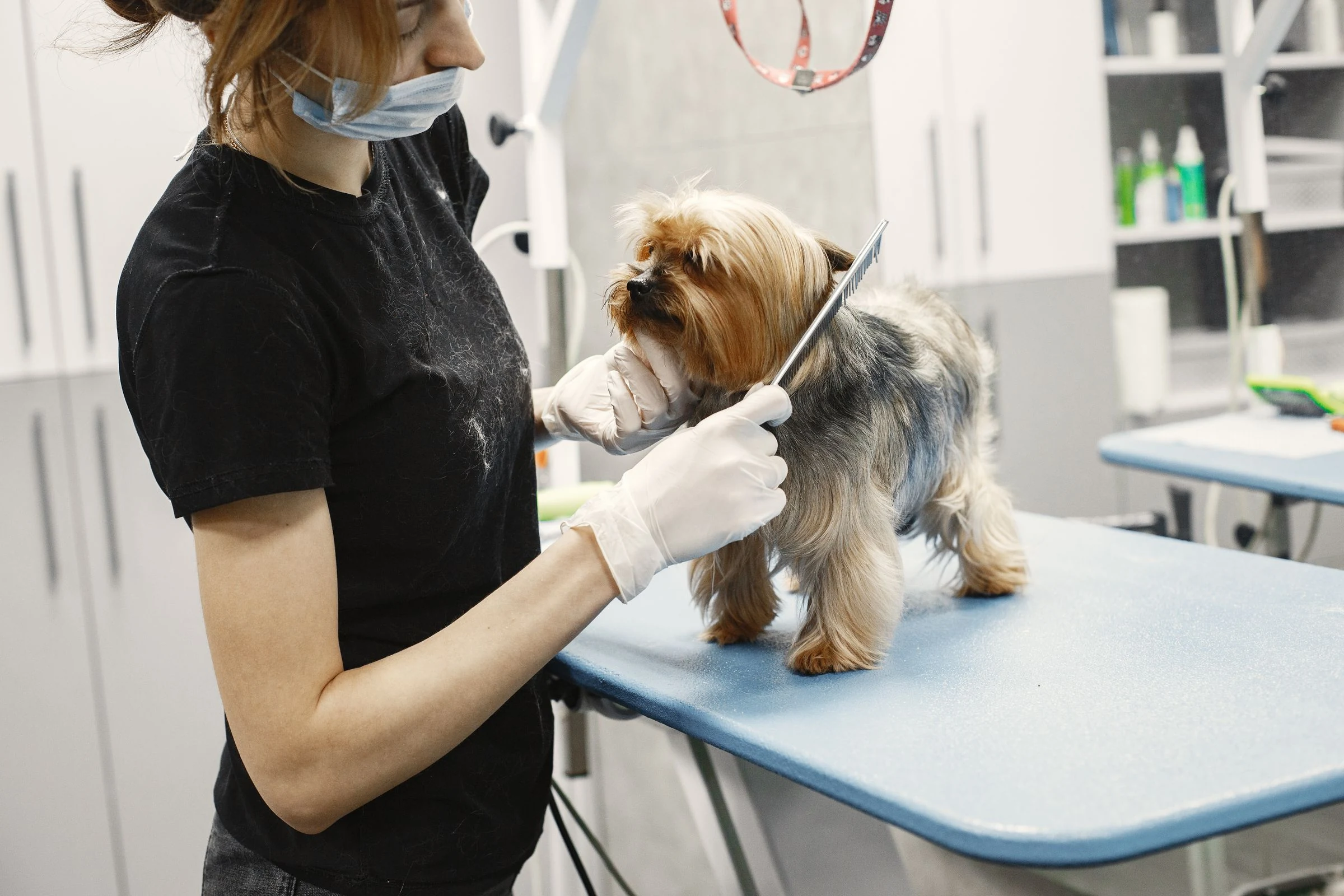 Professional pet grooming salon styling a dog