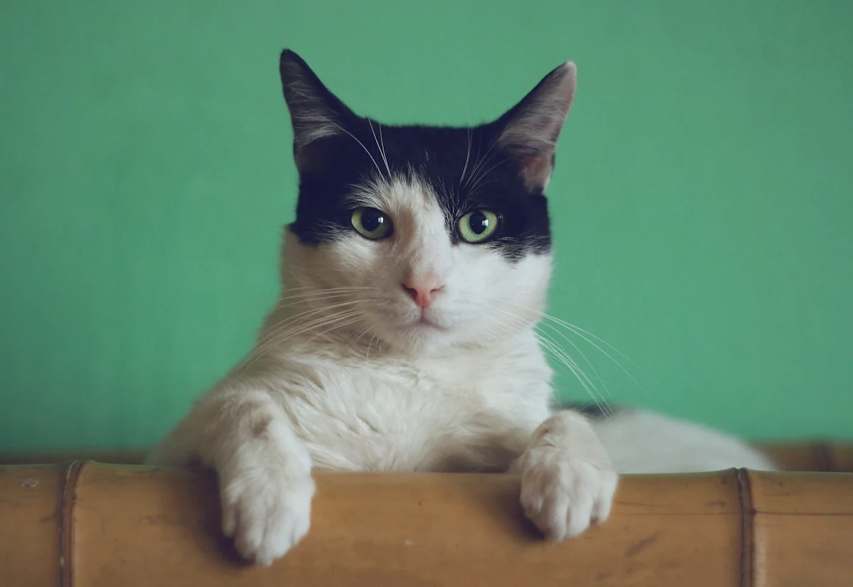 Cat Grooming Specialists