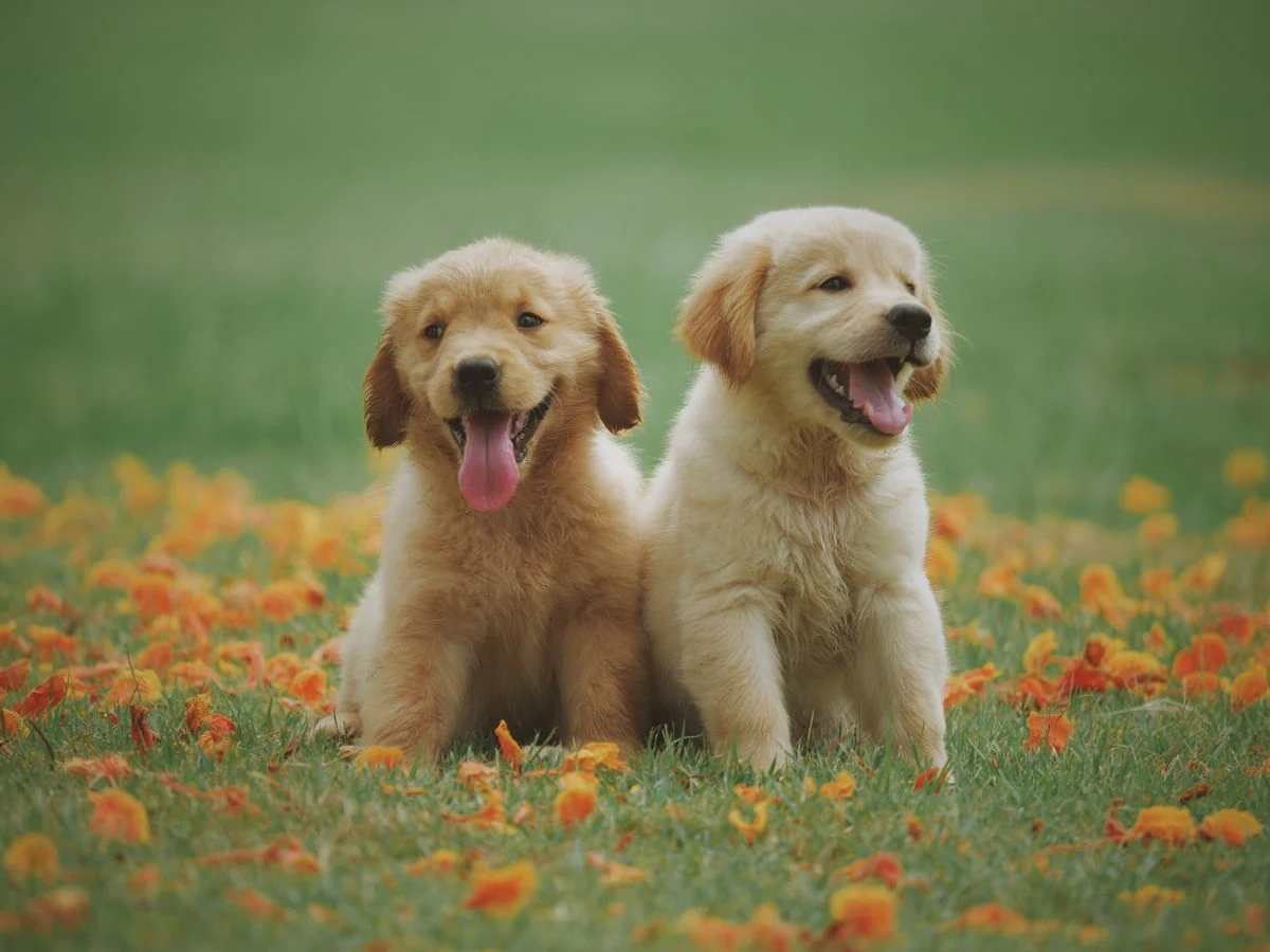 Luxury Pet Grooming Brands