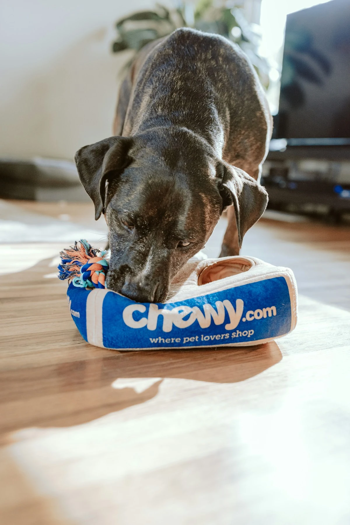 Mobile Pet Groomers