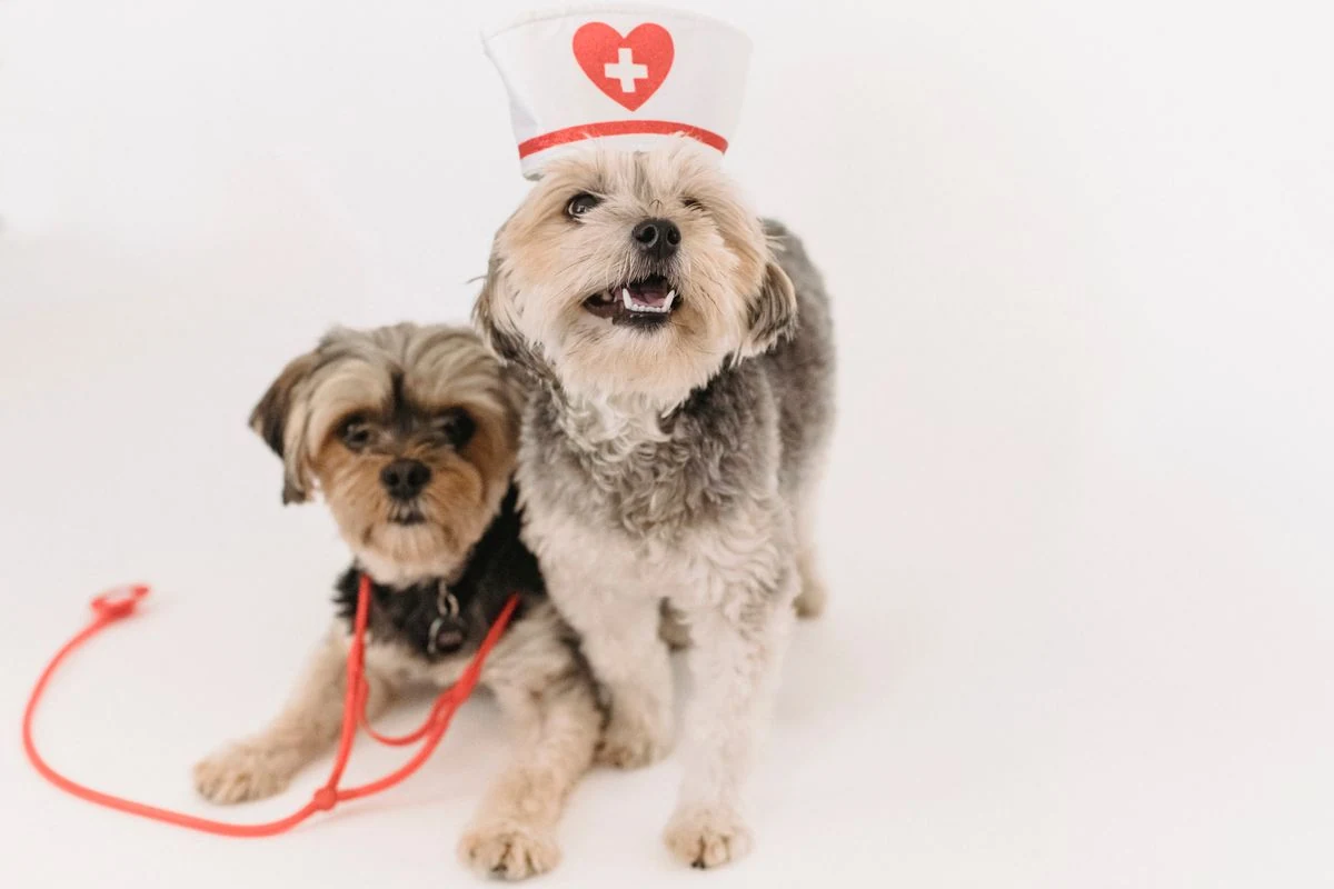 Pet Care Startups