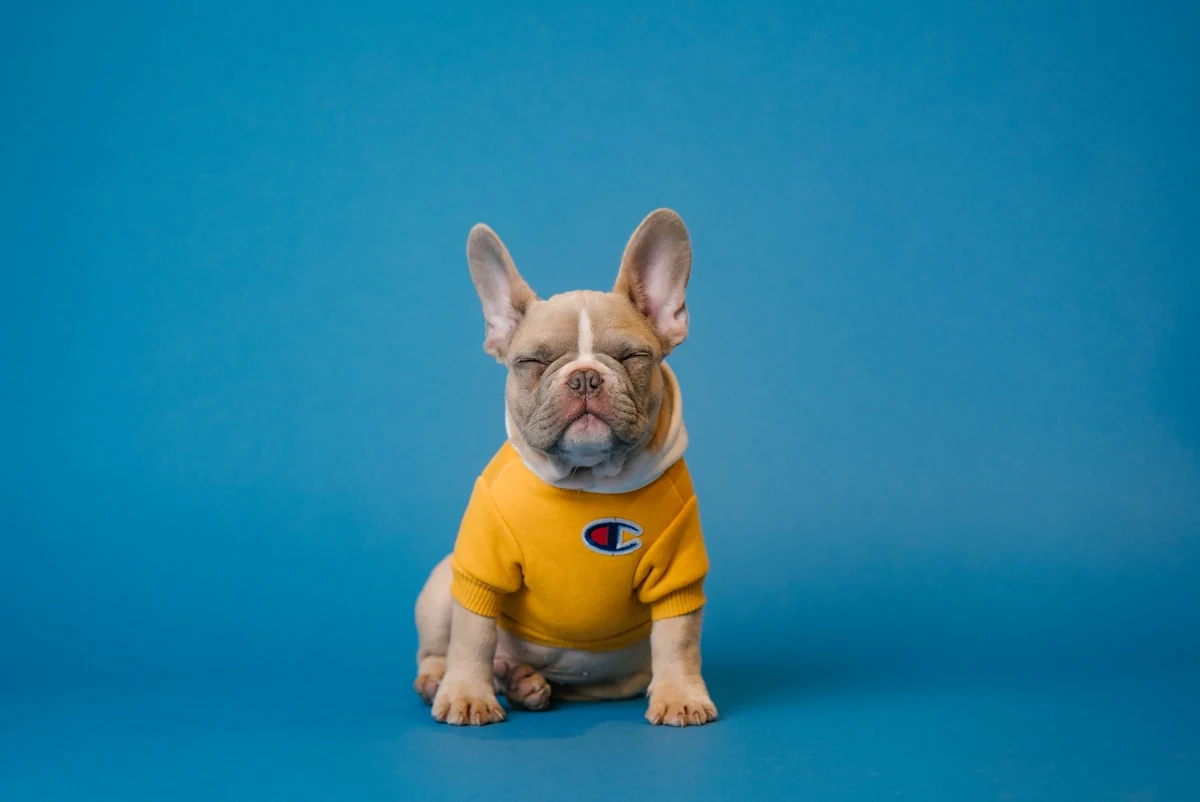 Puppy Grooming Services