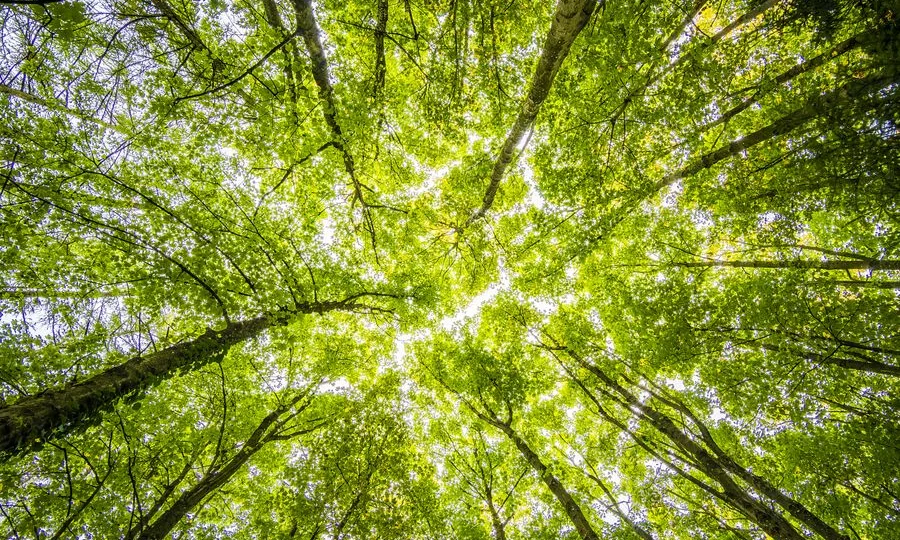 Sustainability startups eco branding
