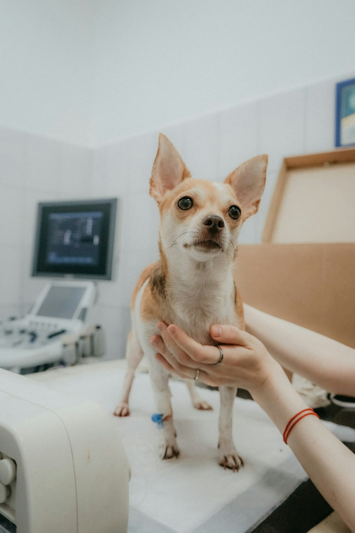 Animal hospital identity system case study