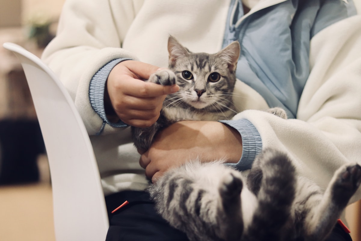 Veterinary clinic rebrand case study