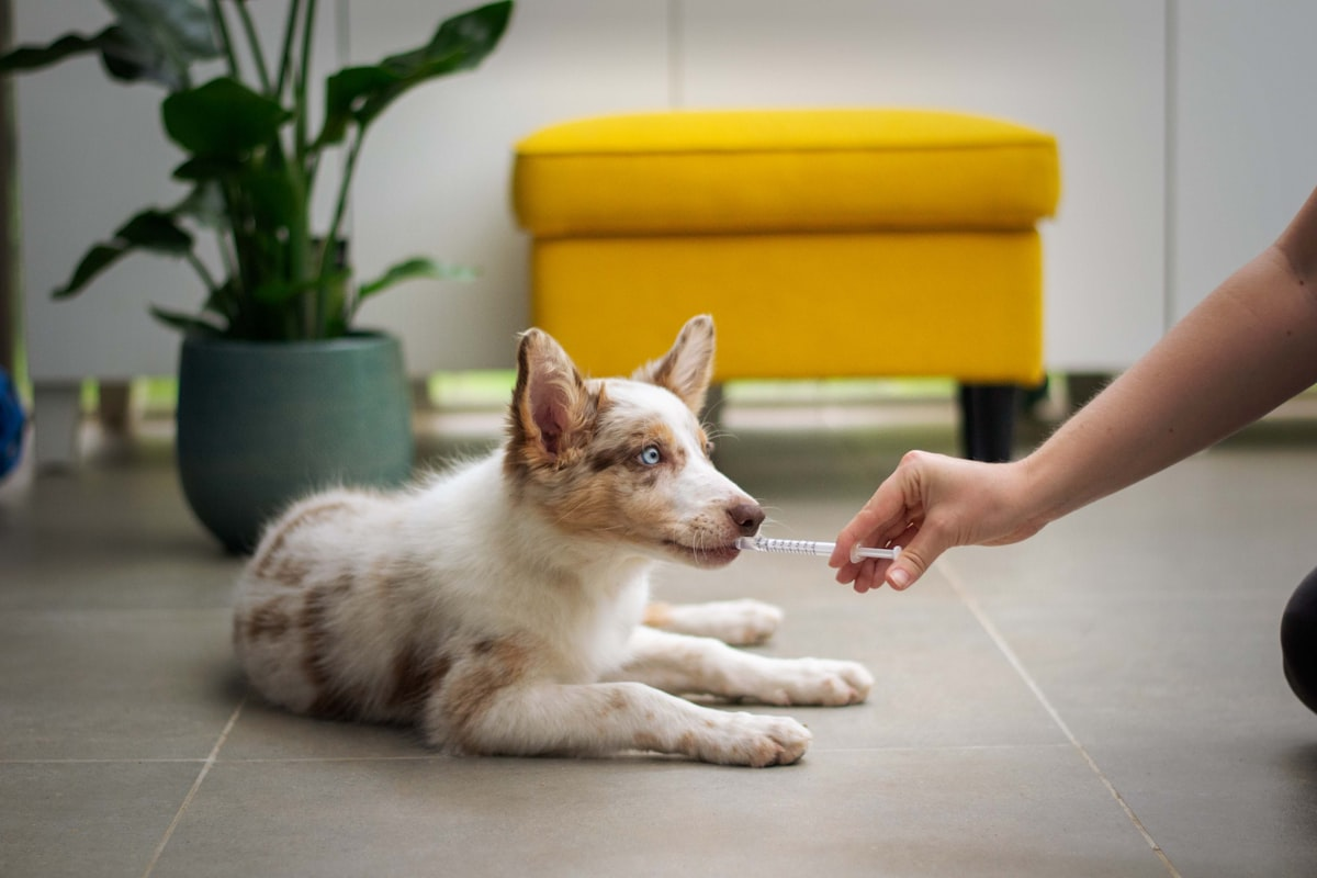 Mobile veterinary launch case study