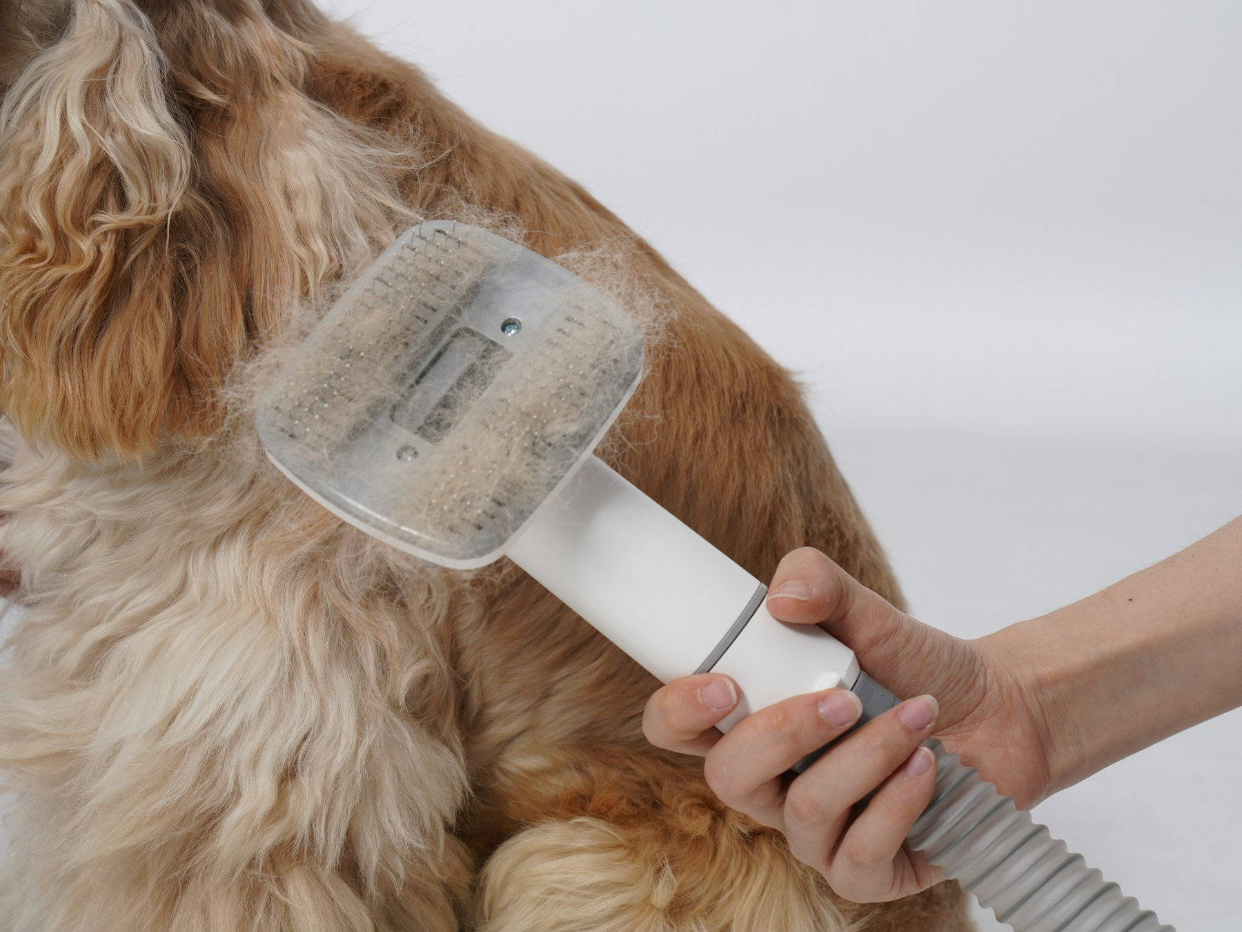 Veterinary consultation with pet owner