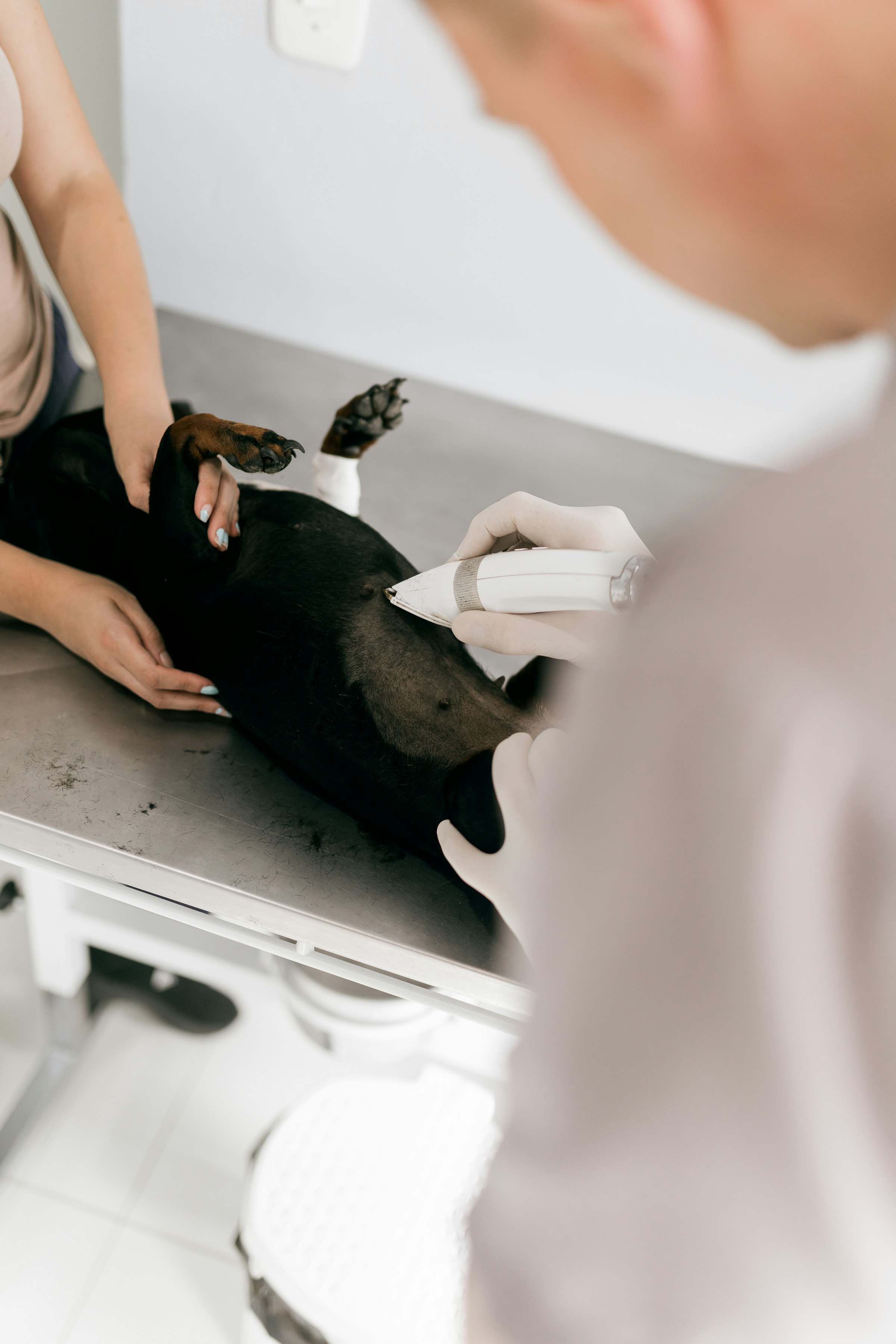 Veterinary team examining a pet in clinic