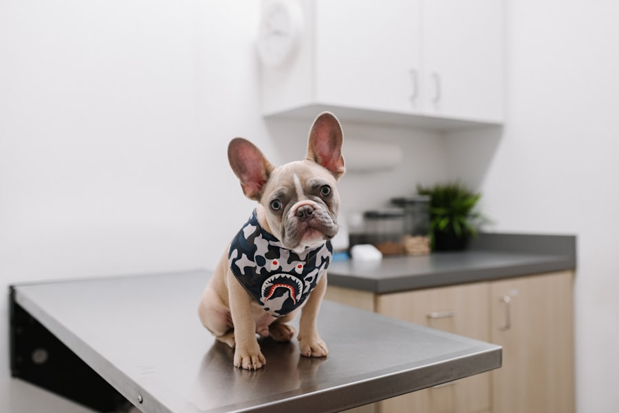 Animal rescue groups branding