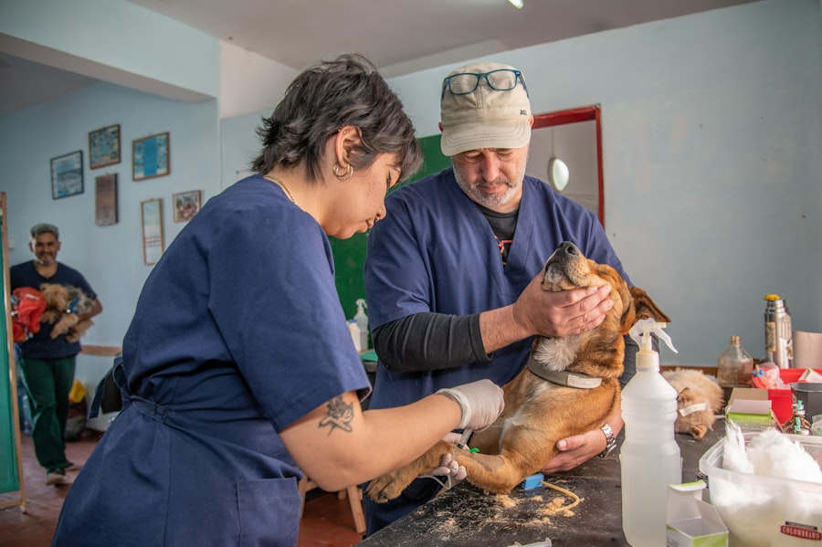 Mobile vets branding
