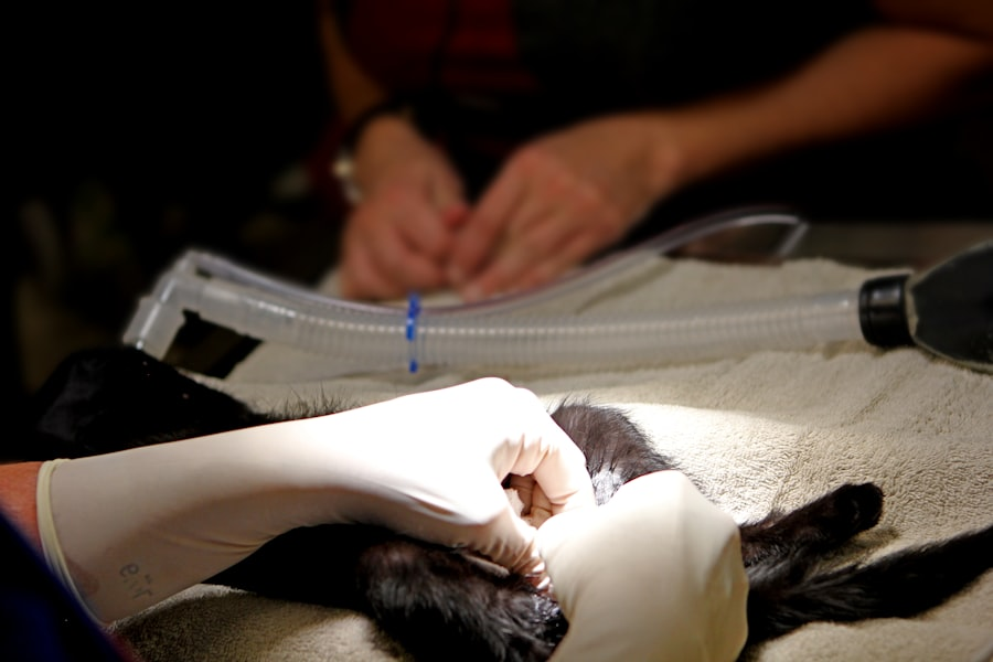 Pet grooming businesses branding
