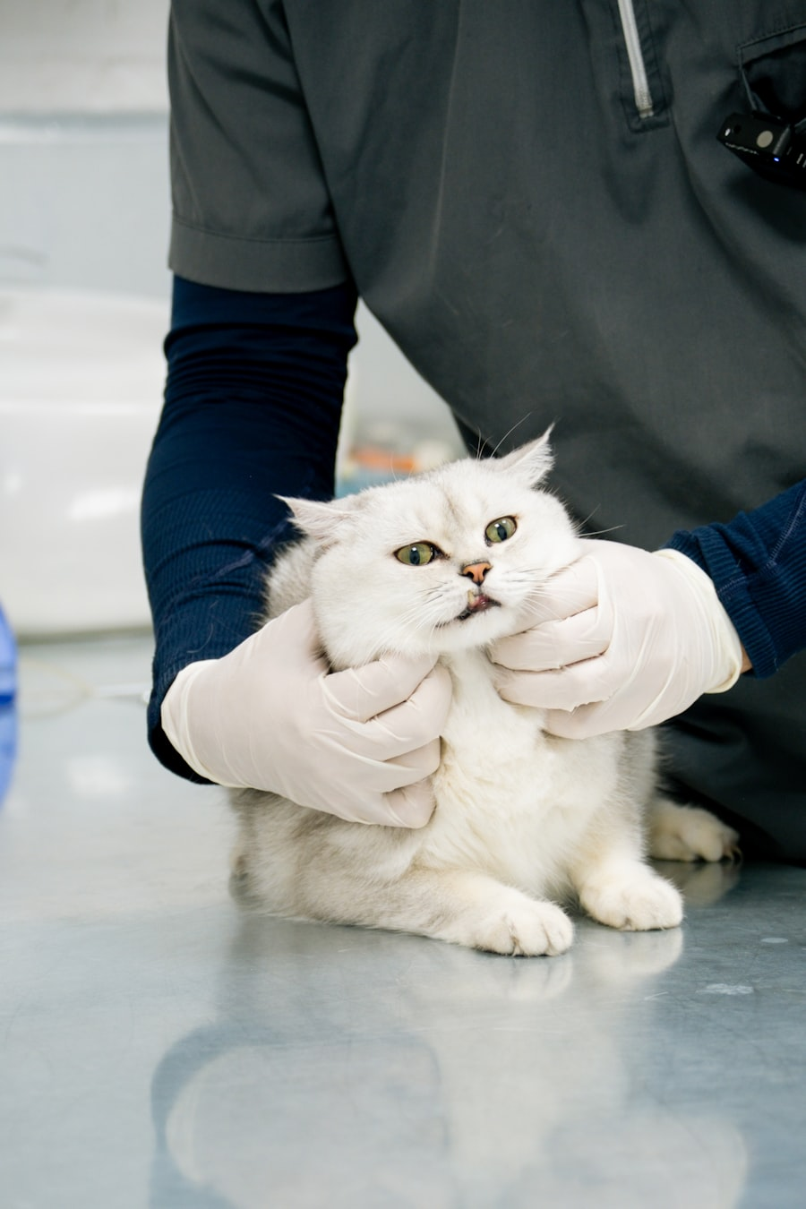 Pet pharmacies branding